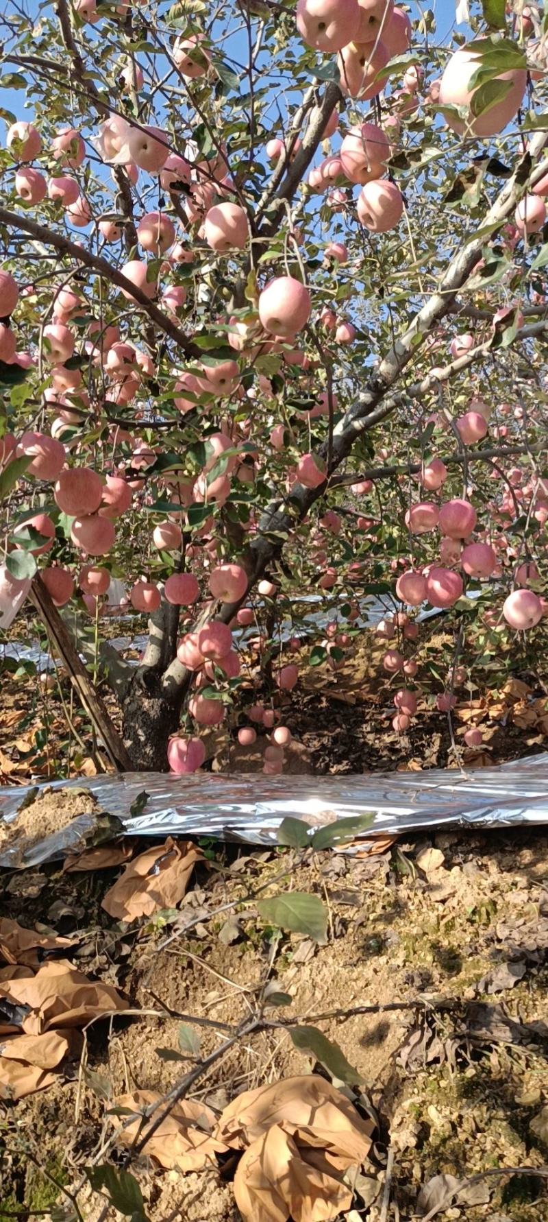 苹果产地直发个头发甜度高奈运价格美丽变光美丽