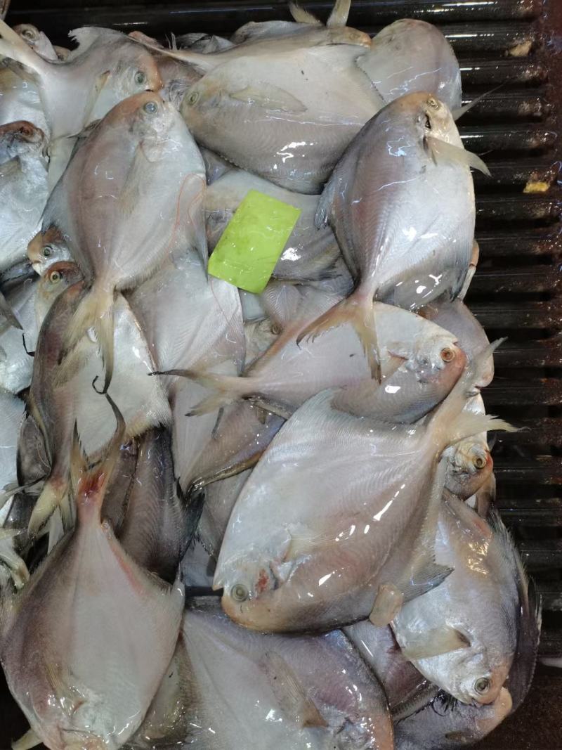 银鲳鱼白鲳鱼