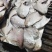 银鲳鱼白鲳鱼