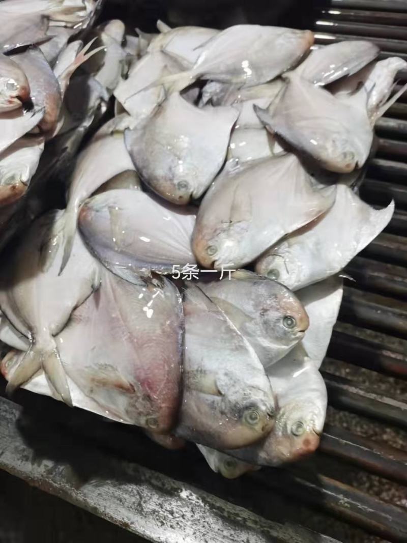 银鲳鱼白鲳鱼