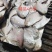 银鲳鱼白鲳鱼
