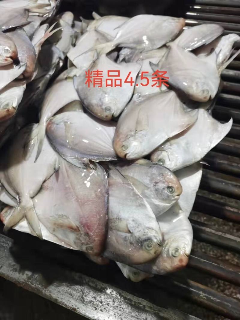 银鲳鱼白鲳鱼