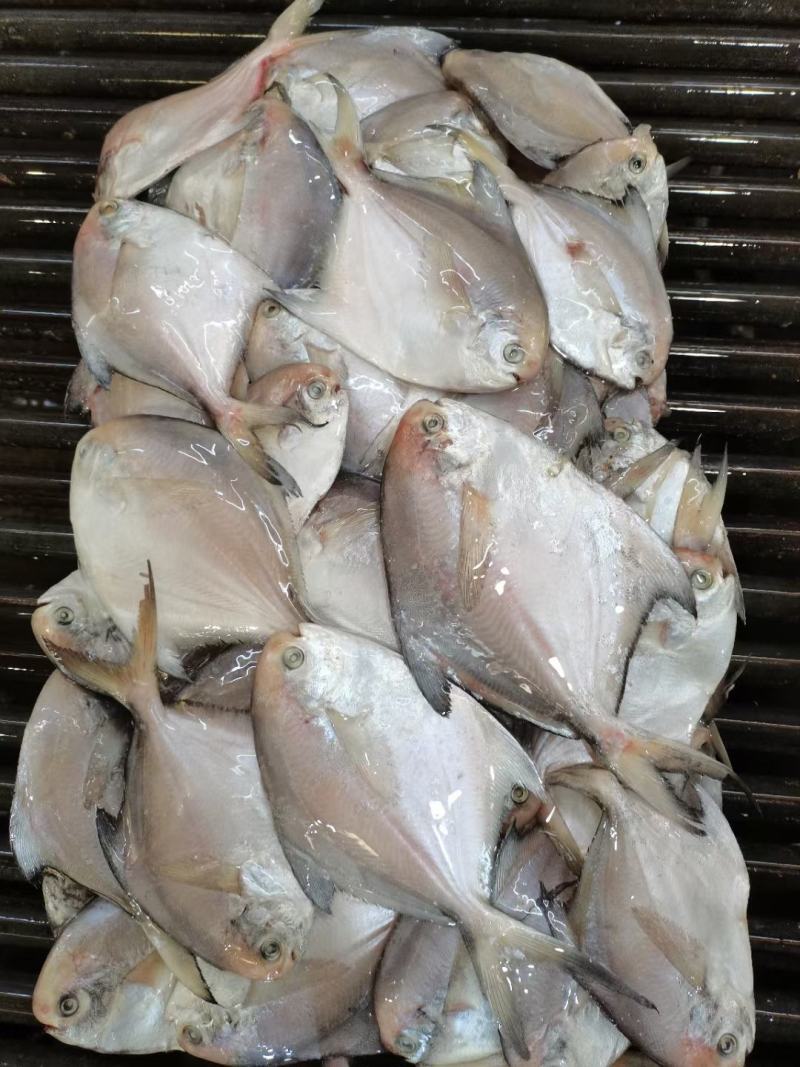 银鲳鱼白鲳鱼