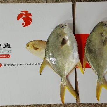金昌鱼