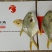 金昌鱼