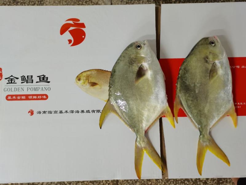 金昌鱼