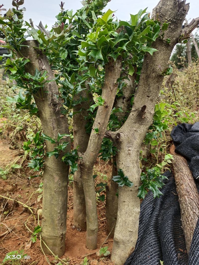 占地枸骨树