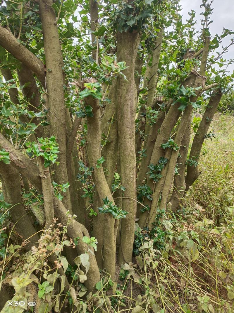 占地枸骨树