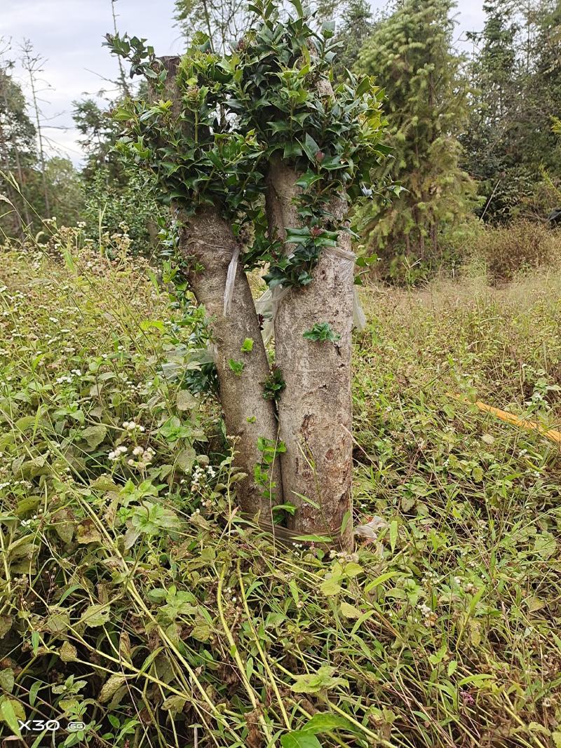 占地枸骨树