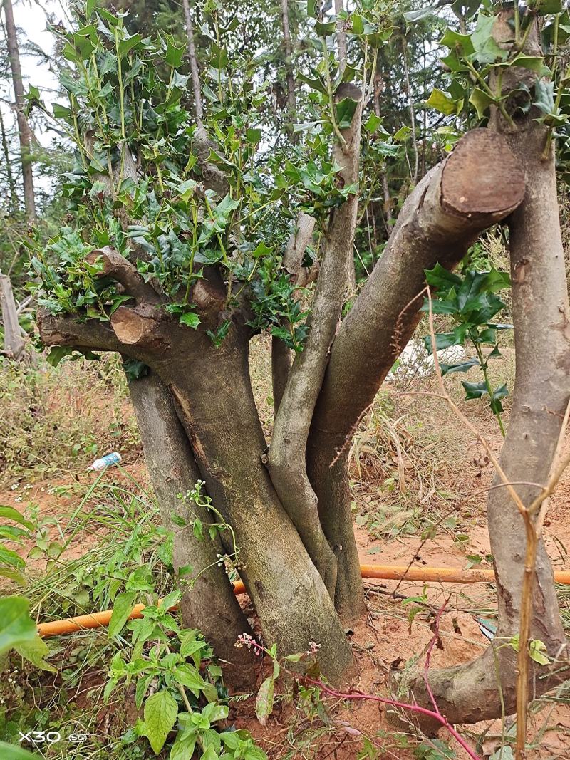 占地枸骨树