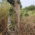 占地枸骨树