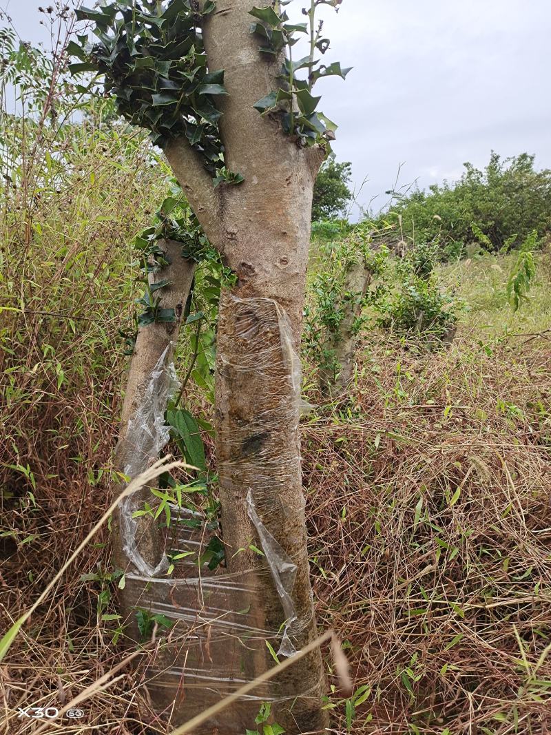 占地枸骨树