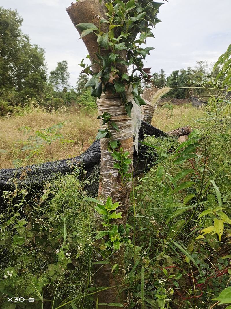 占地枸骨树