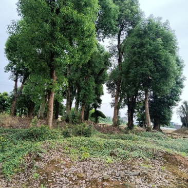 25至40香樟树低价出了