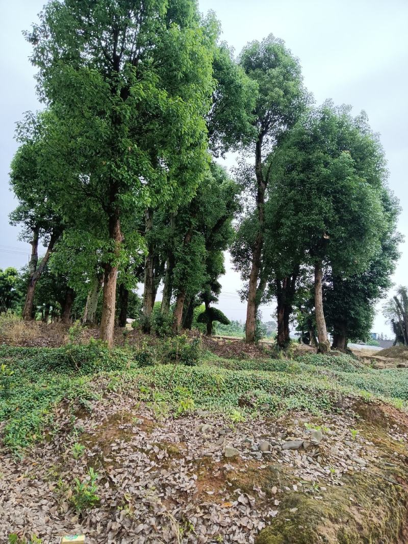 25至40香樟树低价出了