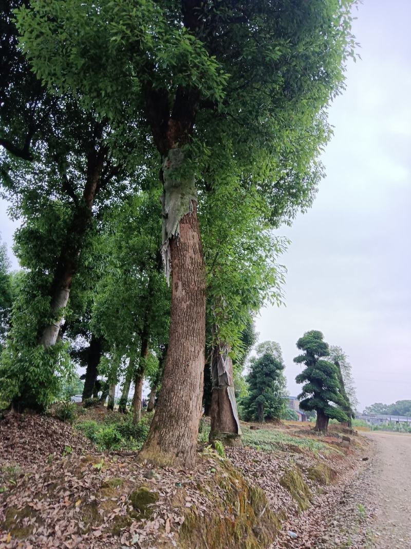 25至40香樟树低价出了