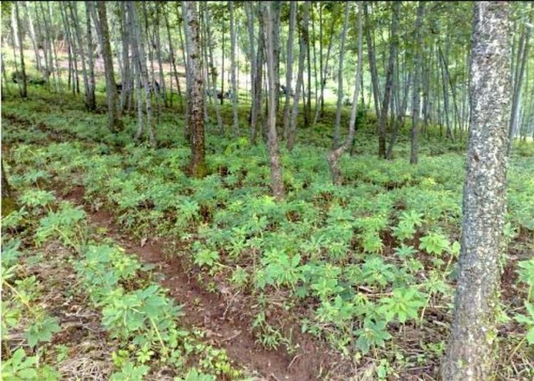 芝麻种植地实景图:展示中国主要芝麻产区的种植环境 芝麻种植地实景图