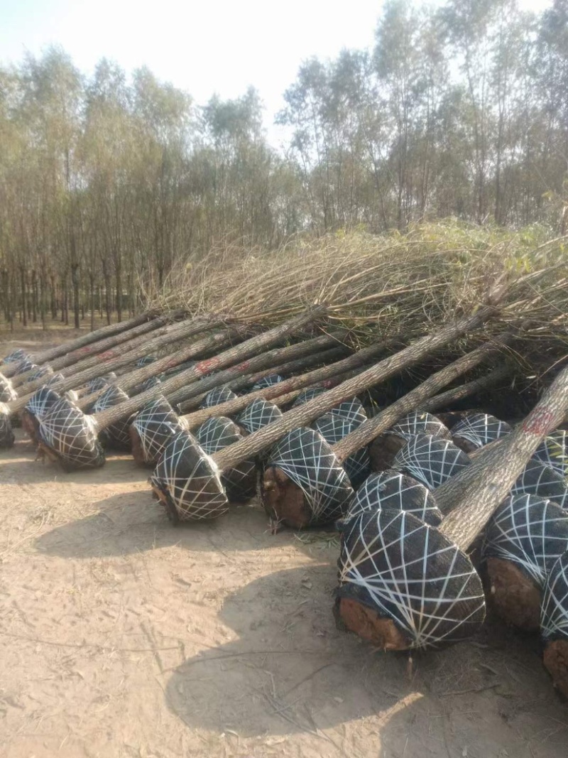 出售各规格柳树，土球裸根均可操作，货源充足，交通方便