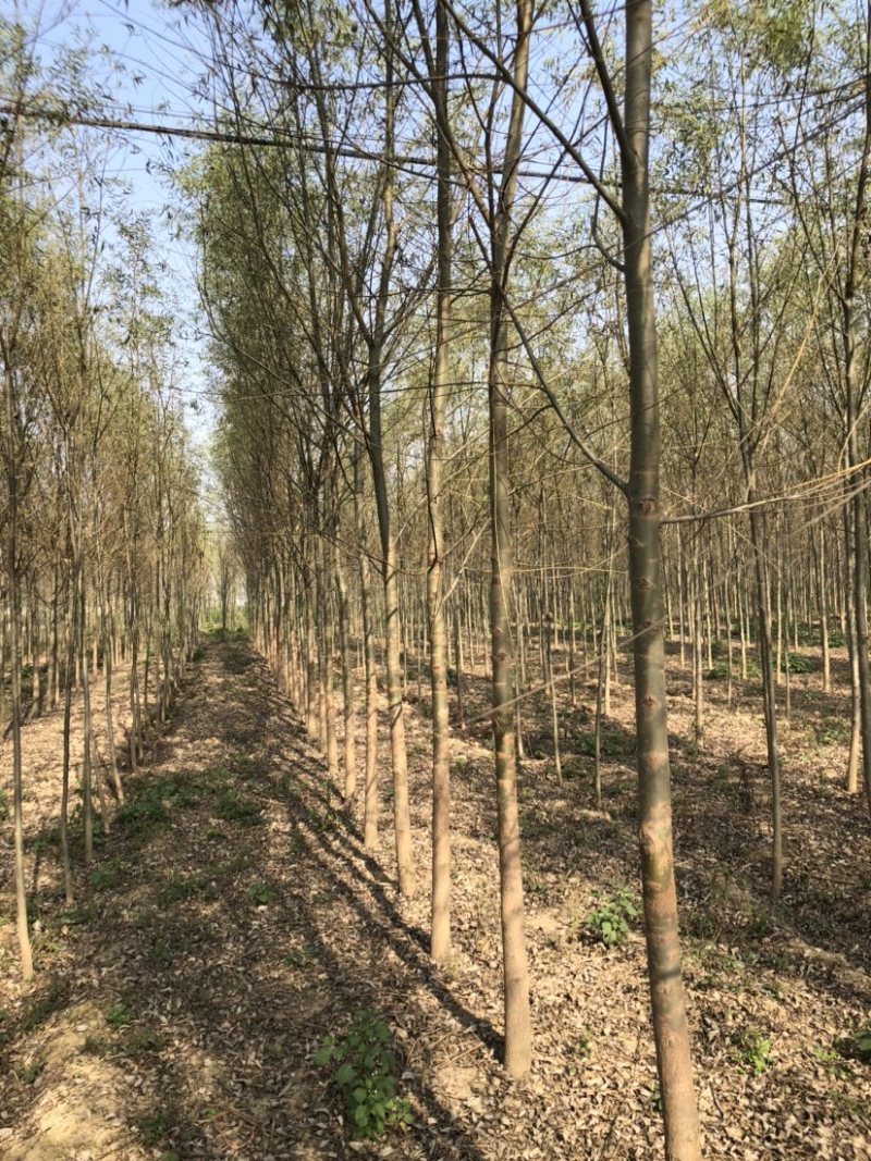 出售各规格柳树，土球裸根均可操作，货源充足，交通方便