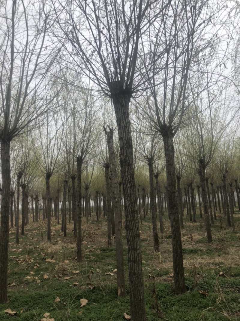 出售各规格柳树，土球裸根均可操作，货源充足，交通方便