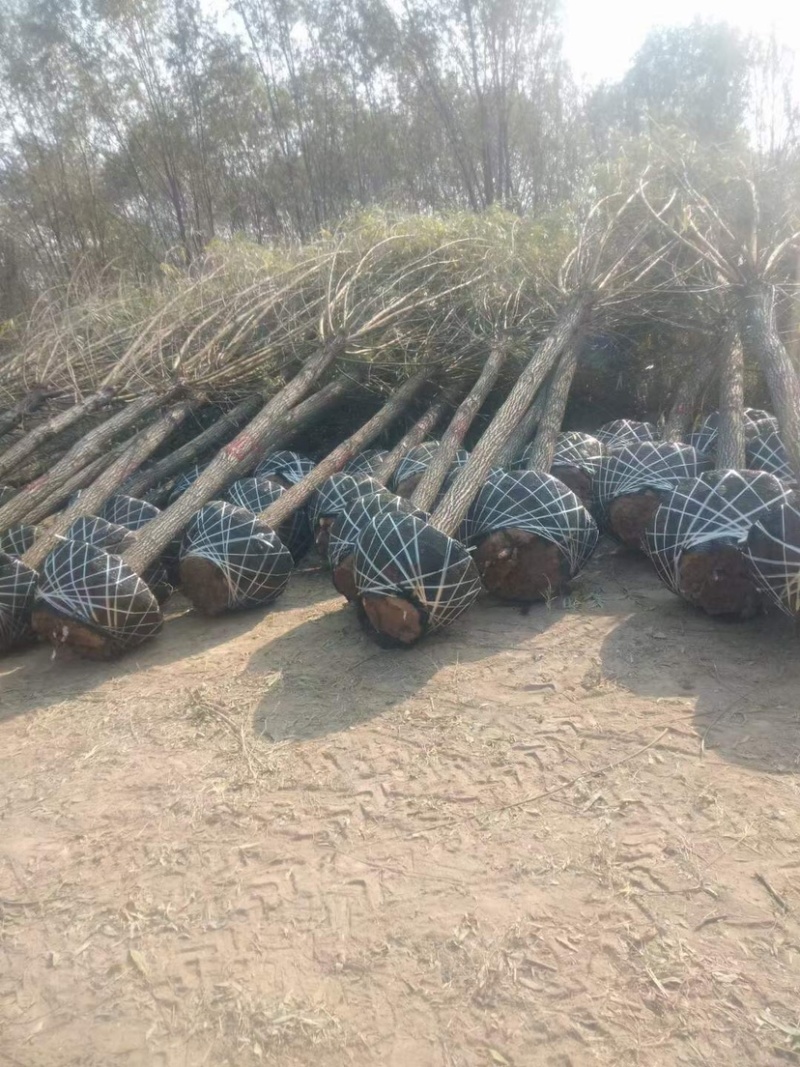 出售各规格柳树，土球裸根均可操作，货源充足，交通方便