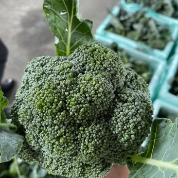 精品西兰花场地直供整车发货泡沫箱打冰