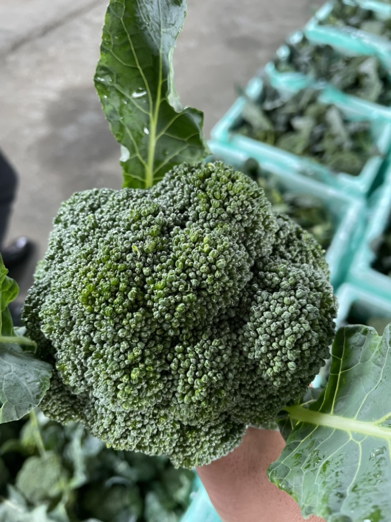 精品西兰花场地直供整车发货泡沫箱打冰
