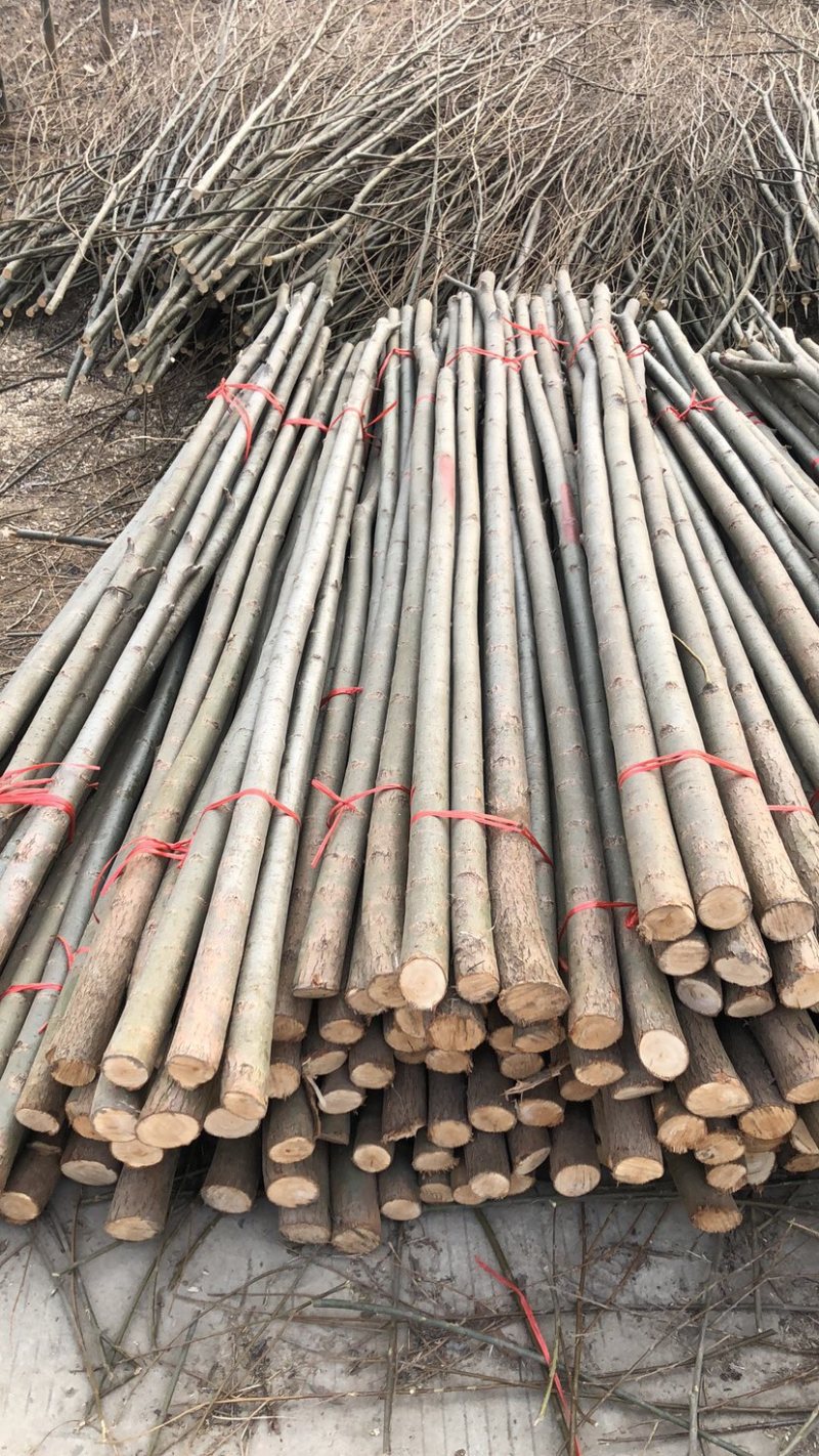 柳树杆各规格齐全，杆直无病虫害，货源充足，量大供应