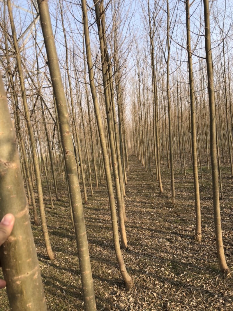 柳树杆各规格齐全，杆直无病虫害，货源充足，量大供应