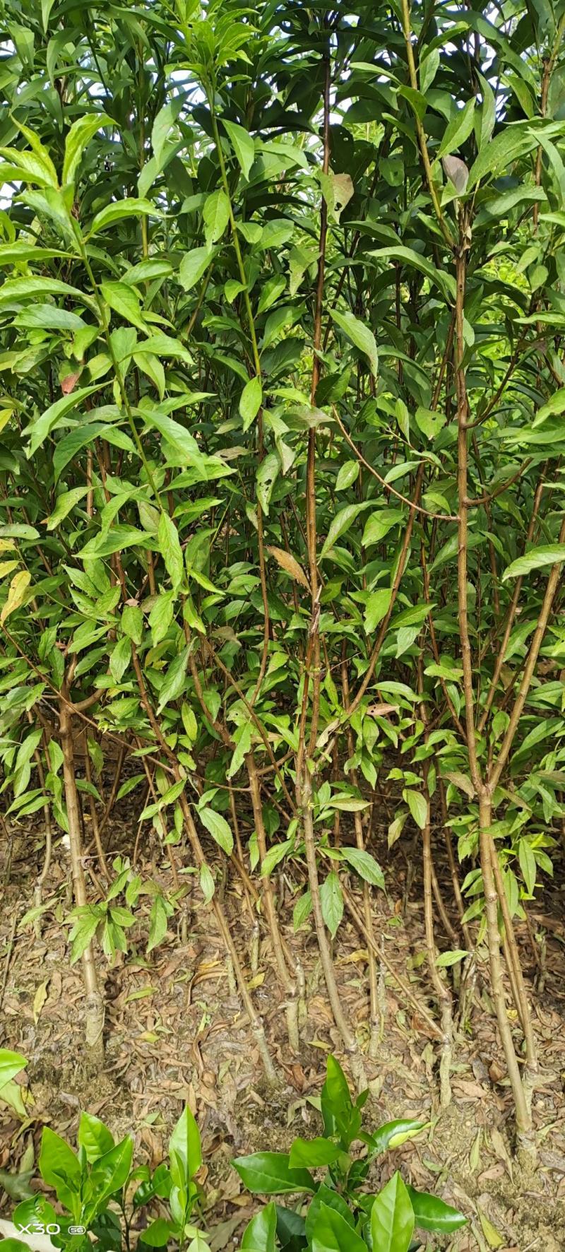 蜂糖李苗蜂糖李嫁接苗现挖现发10株起包邮