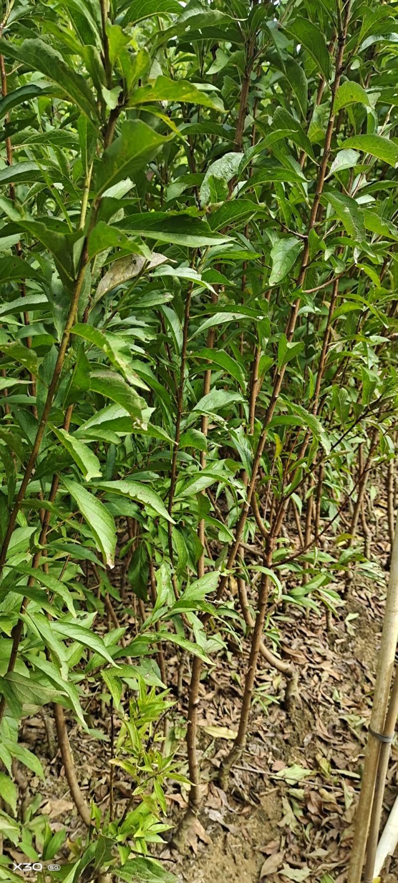 蜂糖李苗蜂糖李嫁接苗现挖现发10株起包邮