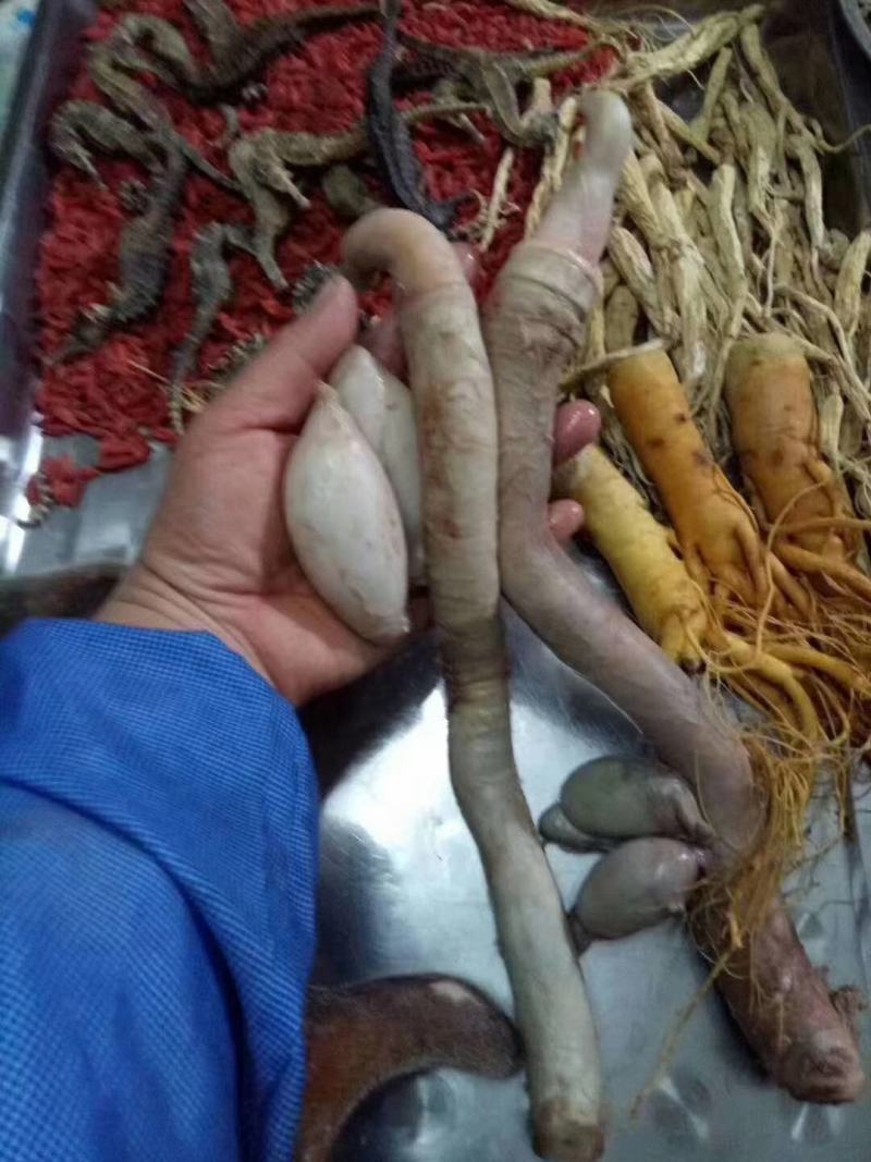 鹿鞭膏高纯度吉林梅花鹿男用滋补人参补品长白山鹿乡高浓度