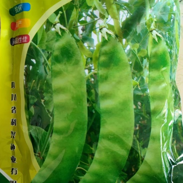 双花双荚软荚荷兰豆种子豌豆种籽秋冬季盆栽农家菜园蔬菜
