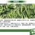 双花双荚软荚荷兰豆种子豌豆种籽秋冬季盆栽农家菜园蔬菜