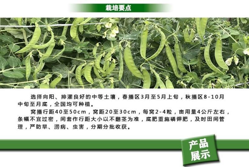 双花双荚软荚荷兰豆种子豌豆种籽秋冬季盆栽农家菜园蔬菜