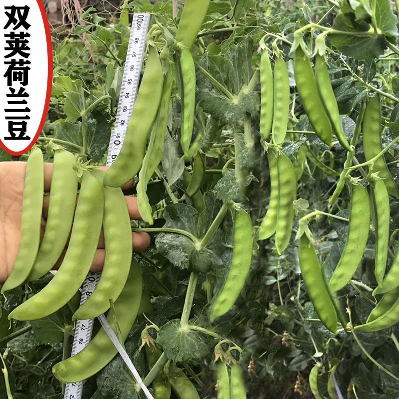 双花双荚软荚荷兰豆种子豌豆种籽秋冬季盆栽农家菜园蔬菜