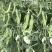 双花双荚软荚荷兰豆种子豌豆种籽秋冬季盆栽农家菜园蔬菜