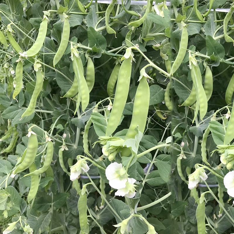 双花双荚软荚荷兰豆种子豌豆种籽秋冬季盆栽农家菜园蔬菜