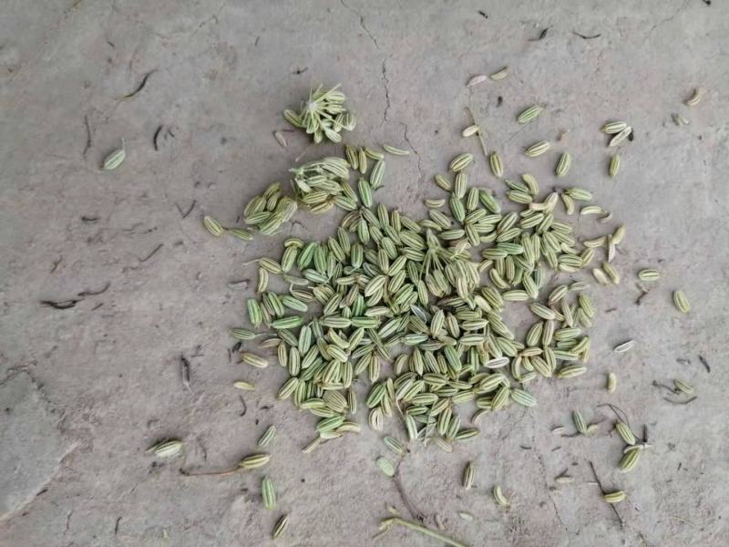 茴香，颜色亮，香享调料