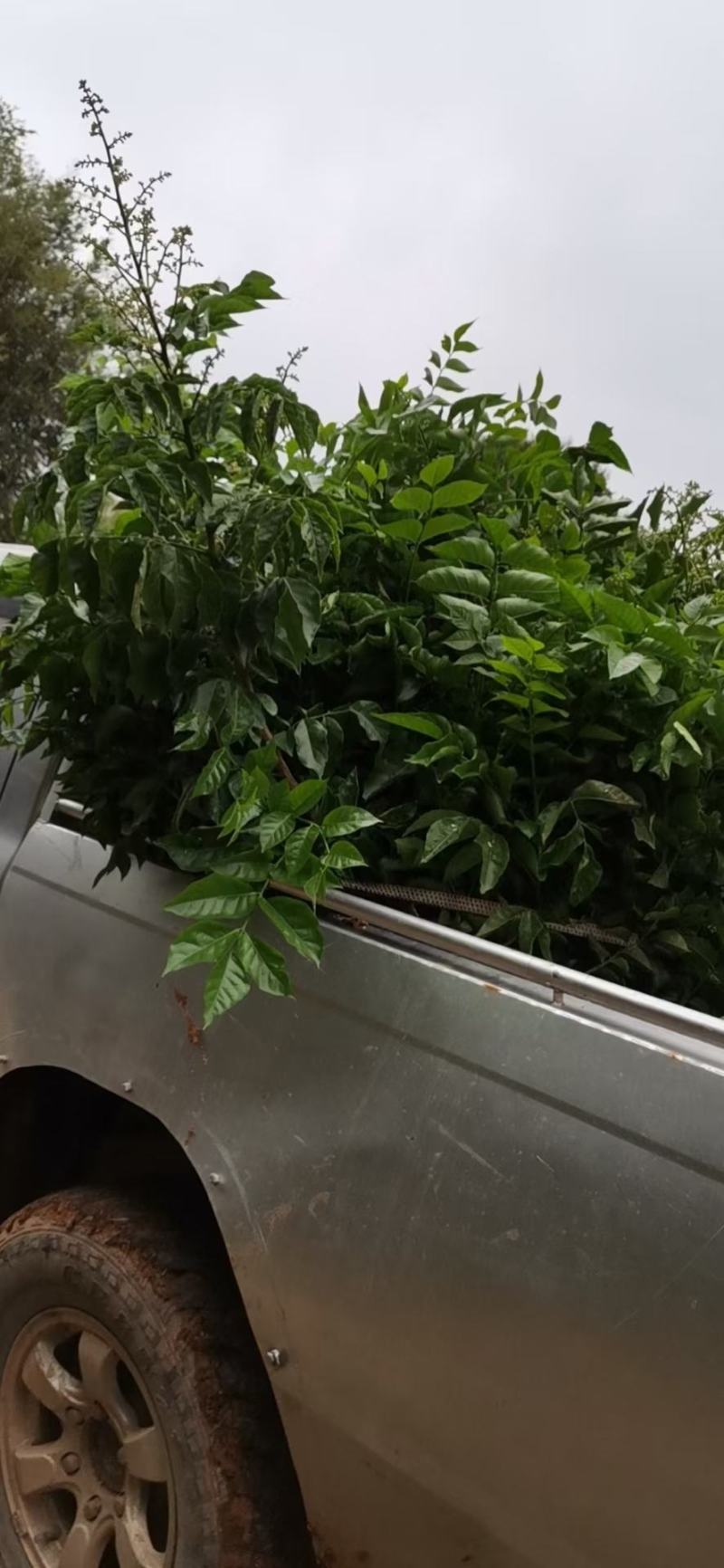 黑黄皮果苗贵妃黄皮果苗品质保证靓苗多多
