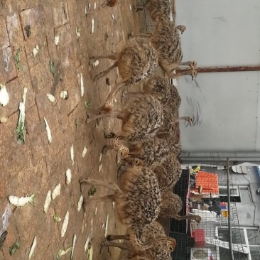 漂亮鸵鸟苗大量现货需要的可以联系