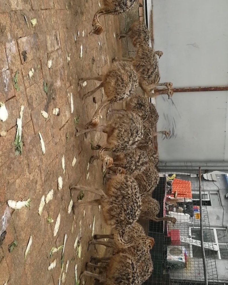 漂亮鸵鸟苗大量现货需要的可以联系