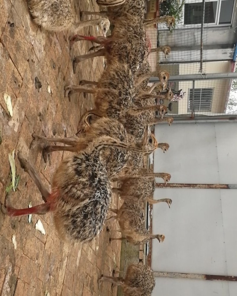 漂亮鸵鸟苗大量现货需要的可以联系