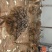 漂亮鸵鸟苗大量现货需要的可以联系