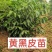 黑黄皮果苗贵妃黄皮果苗品质保证靓苗多多