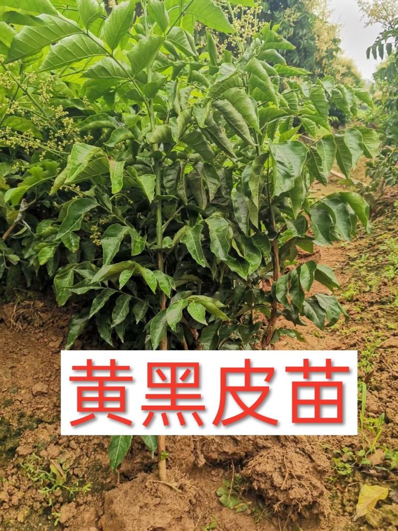 黑黄皮果苗贵妃黄皮果苗品质保证靓苗多多