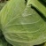 新野县奥奇娜包菜种植基地，色好，无虫，无病，o有货量大