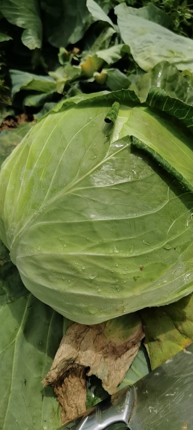 新野县奥奇娜包菜种植基地，色好，无虫，无病，o有货量大