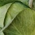 新野县奥奇娜包菜种植基地，色好，无虫，无病，o有货量大