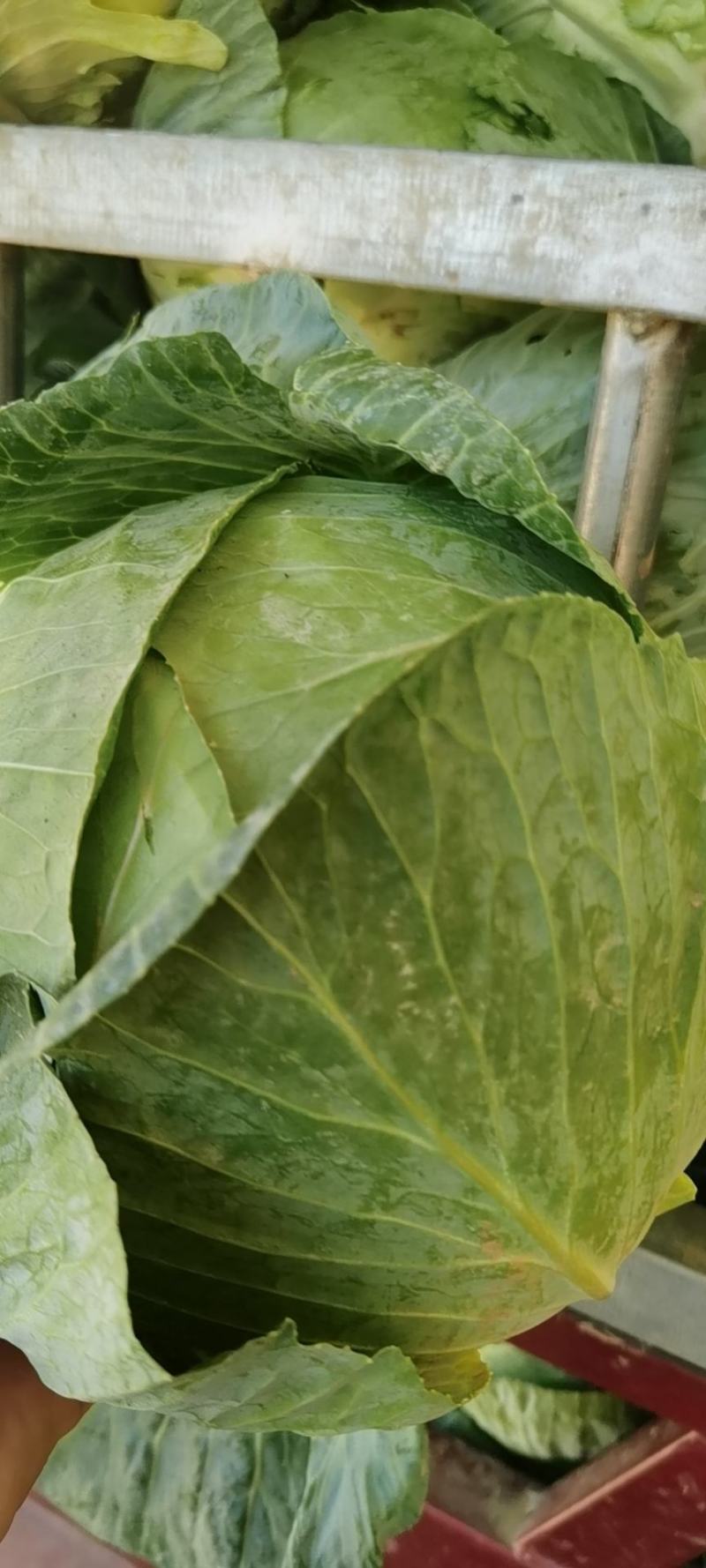 新野县奥奇娜包菜种植基地，色好，无虫，无病，o有货量大